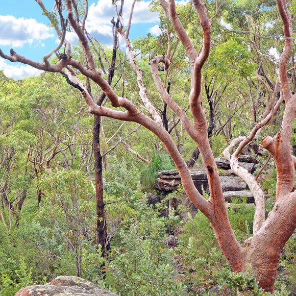Enjoy the peace of Royal National Park.