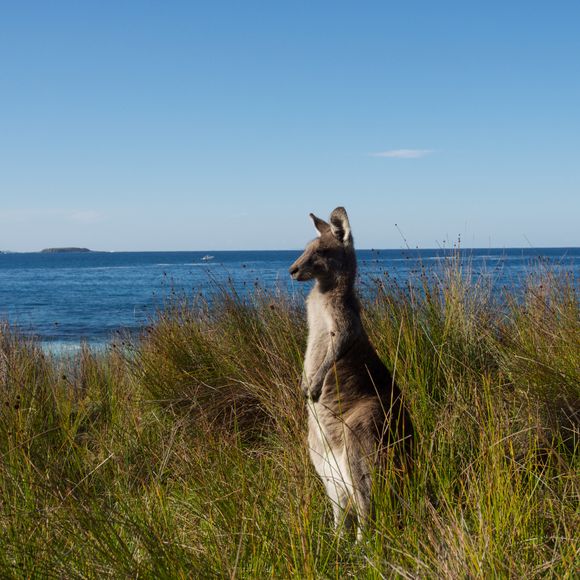 Kangaroo keeps watch at the beach.
